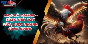 Chọi Gà Online - Trận Đấu Nảy Lửa, Cược Nhanh Cùng SIN88 