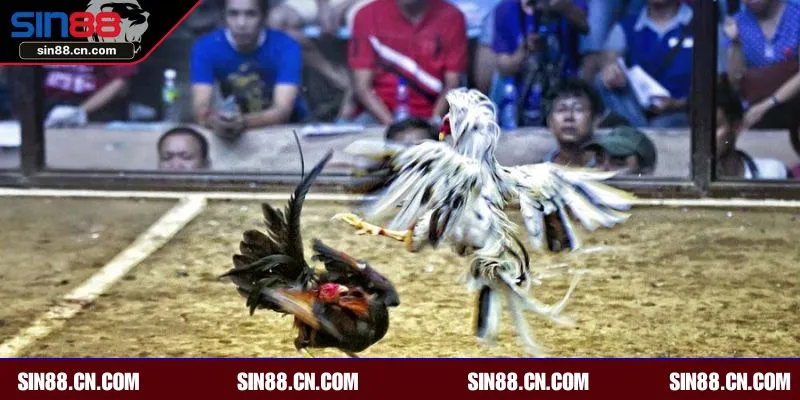 Chọi gà online loại hình giải trí hấp dẫn tại SIN88 