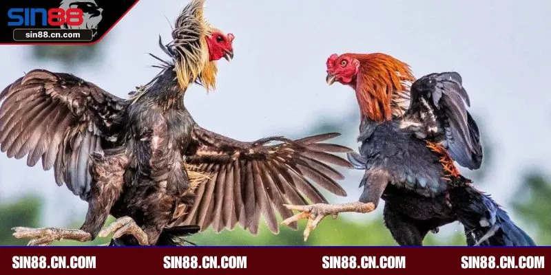 Giải đá gà uy tín mang đến cho anh em trải nghiệm hấp dẫn, an toàn 