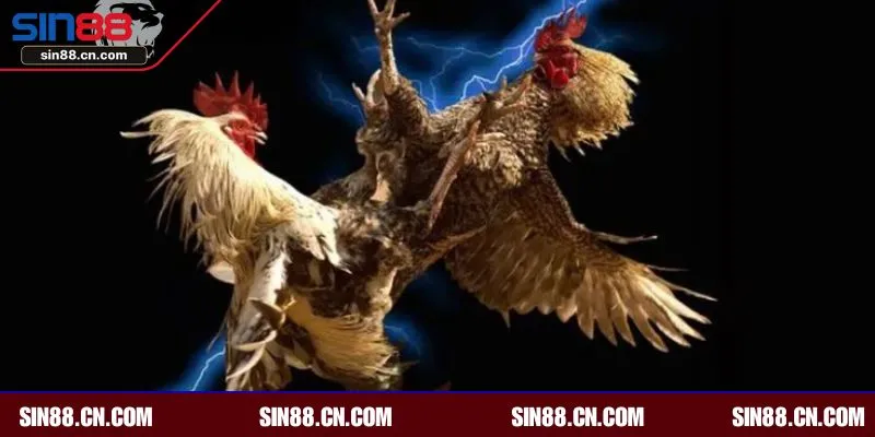 Luật chơi cần nắm 