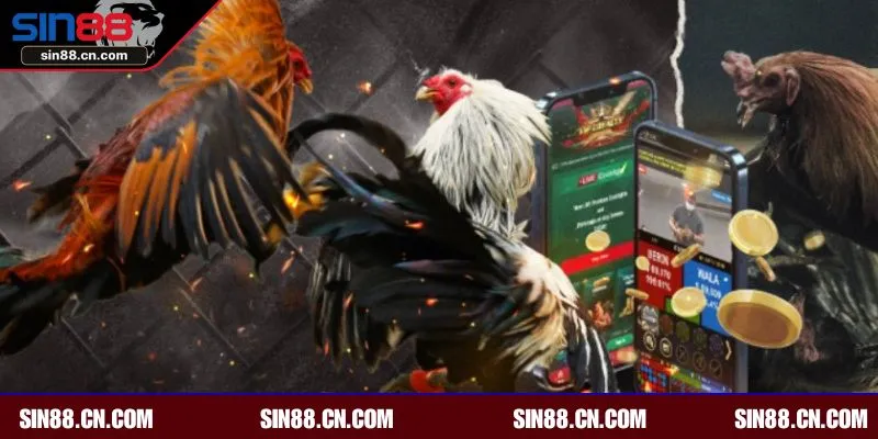 Tổng hợp các giải đáp gà uy tín tại SIN88 hiện nay 